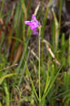 Thickleaf waterwillow